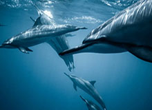 奇异果体育赛程-如获珍“宝”！走进申花温姓小将：感激2位崔导的栽培